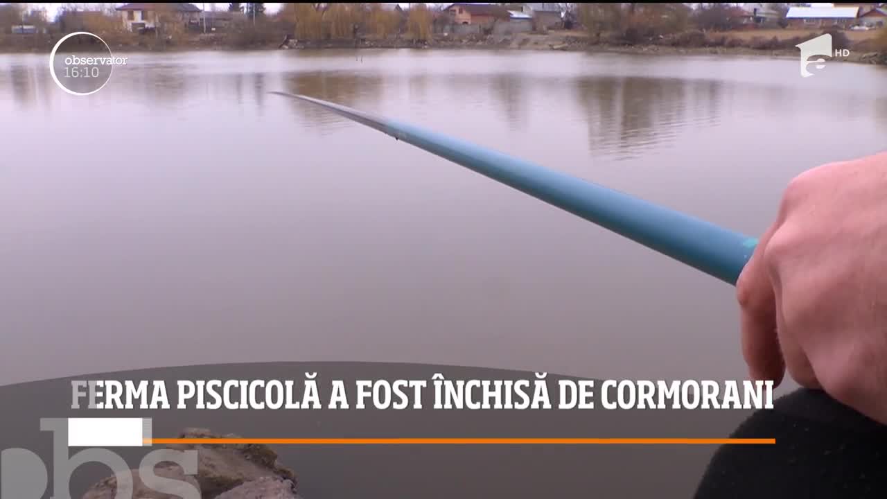 Cea mai mare fermă piscicolă din Rom&acirc;nia a fost distrusă de cormoranii care au m&acirc;ncat prea mult peşte