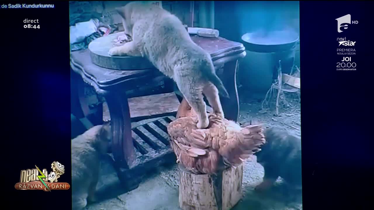 Smiley News - Neatza cu Răzvan și Dani. Găina care ajută pisica