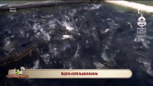 Idei de afaceri. Cum să-ți &icirc;nființezi o păstrăvărie