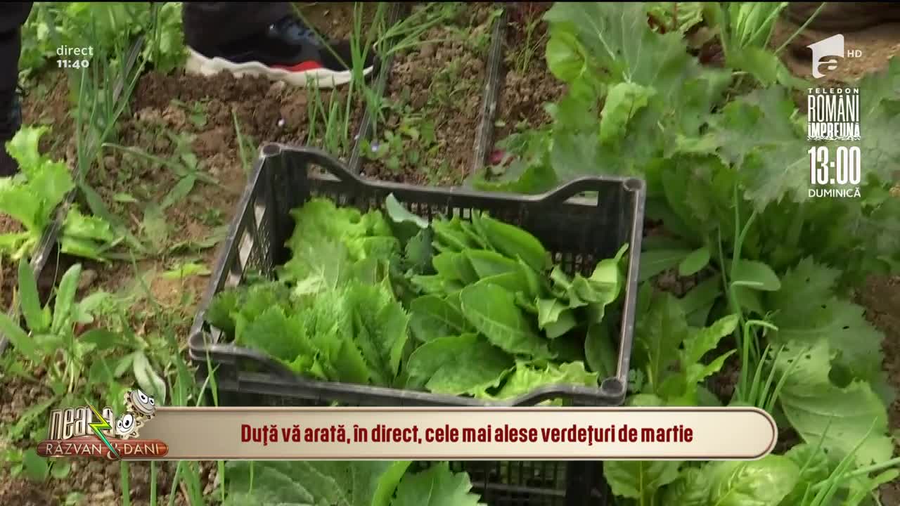Cum poți să ai pe masa familiei tale cele mai alese verdețuri, &icirc;n carantină