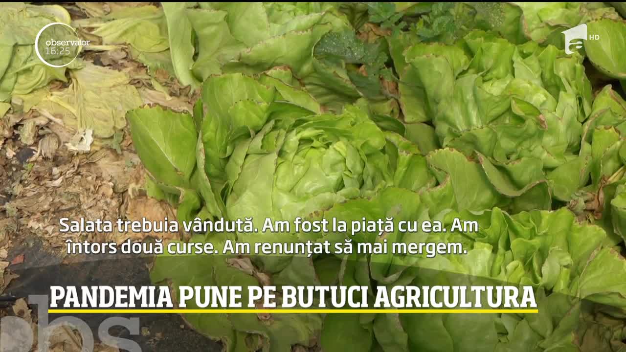 Pandemia de coronavirus pune pe butuci agricultura din Rom&acirc;nia