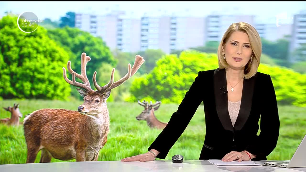 Animalele sălbatice cuceresc orașele! &Icirc;n Ţara Galilor, caprele domină o localitate pustie