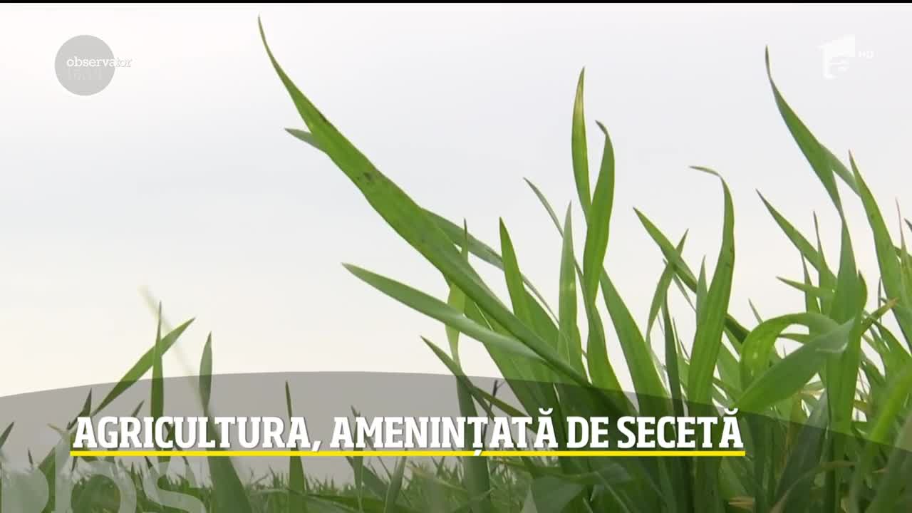 Agricultura, amenințată de secetă