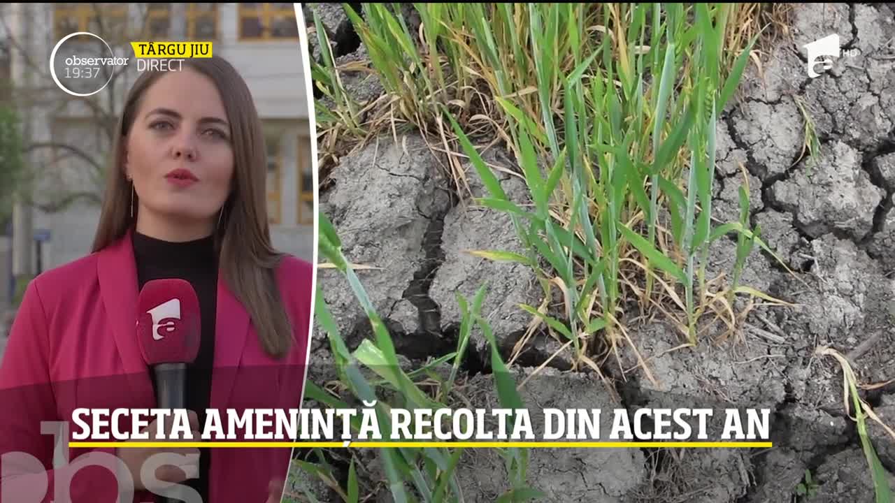 Seceta pune &icirc;n pericol recolta de anul acesta