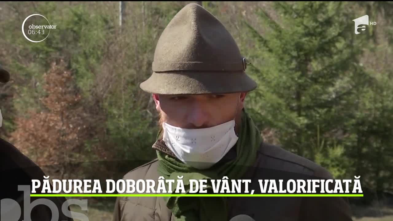 Pădurea dobor&acirc;tă de v&acirc;nt, valorificată