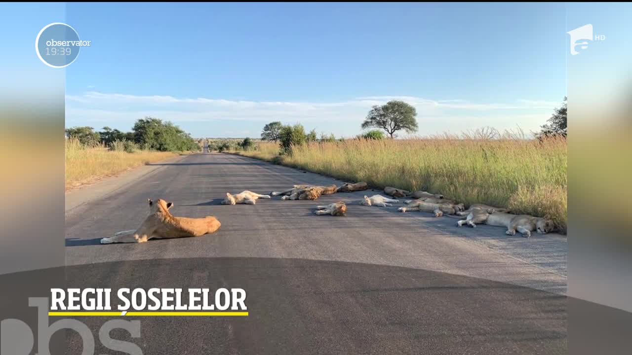 Leii au devenit regii şoselelor &icirc;n Africa de Sud