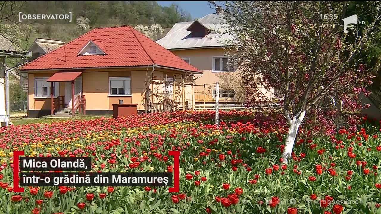 Mica Olandă, &icirc;ntr-o grădină din județul Maramureș