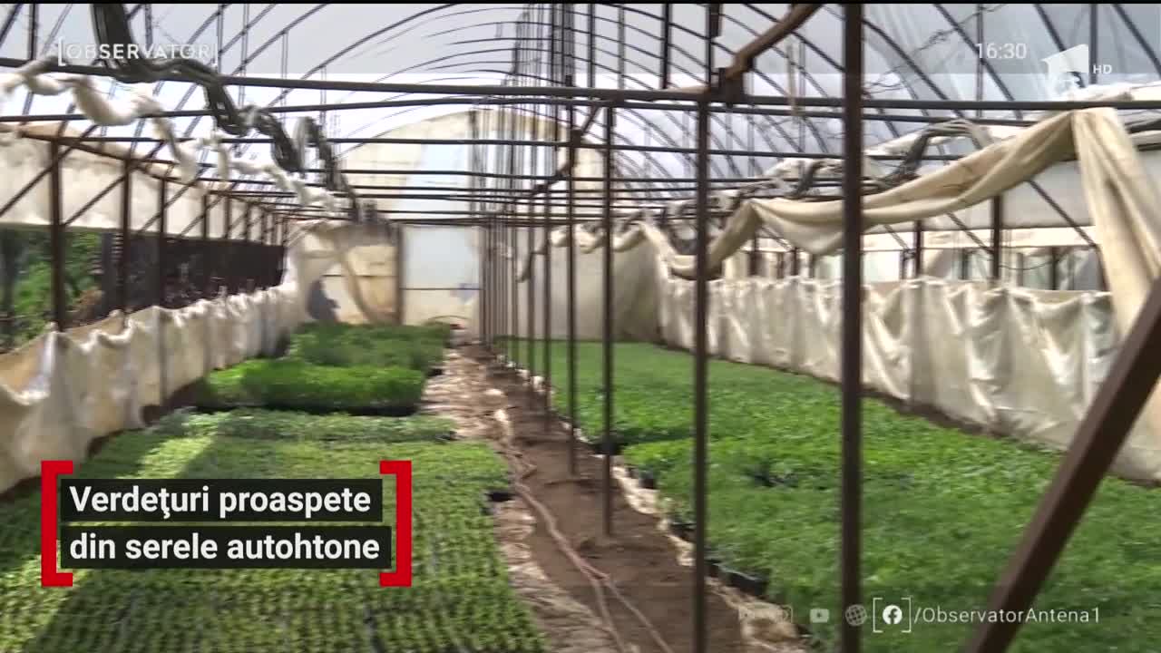 Verdețuri proaspete din serele autohtone