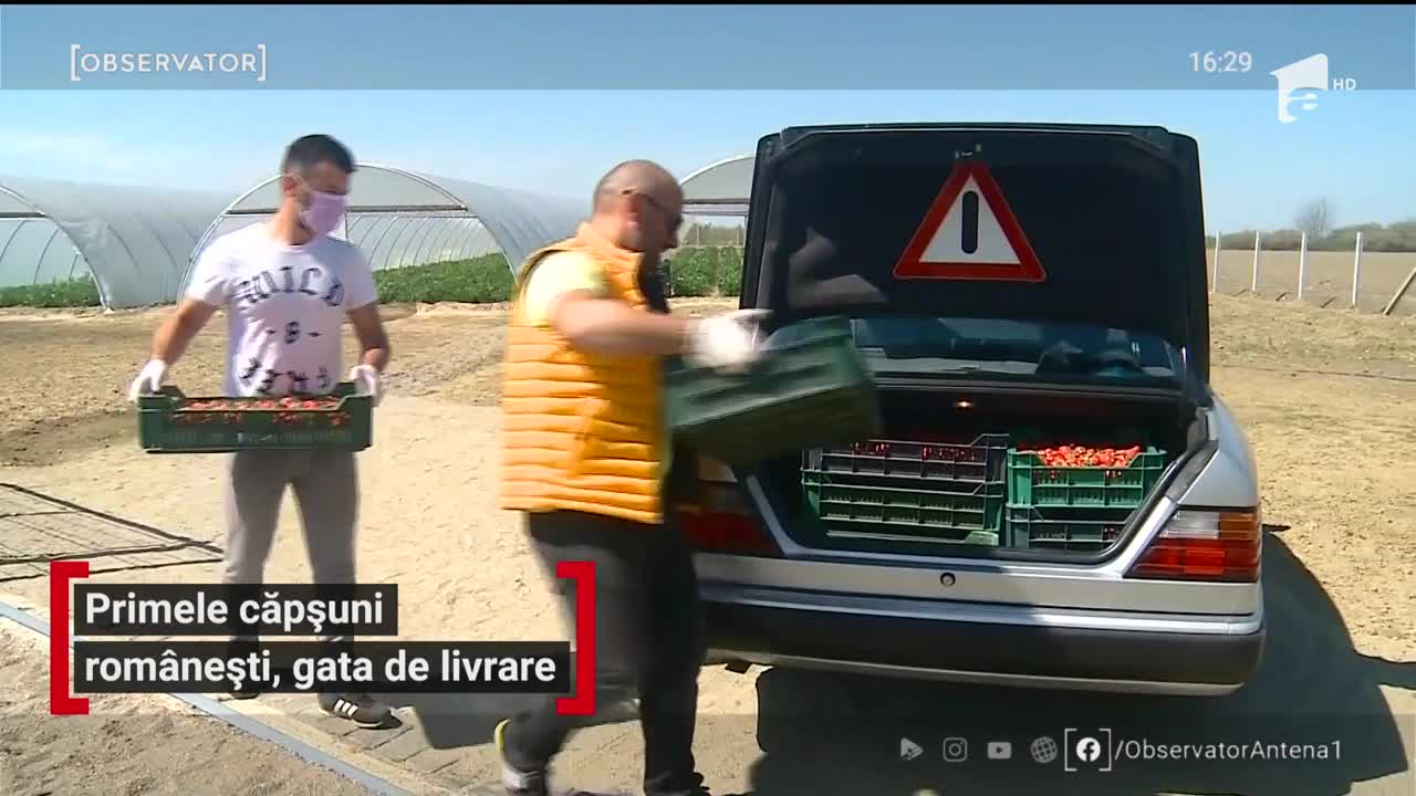 C&acirc;t costă un kilogram de căpşuni rom&acirc;neşti