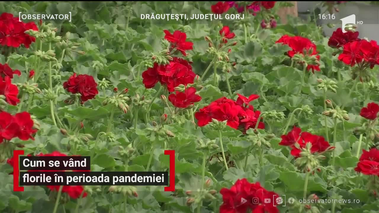 Afacerile cu flori s-au mutat pe internet