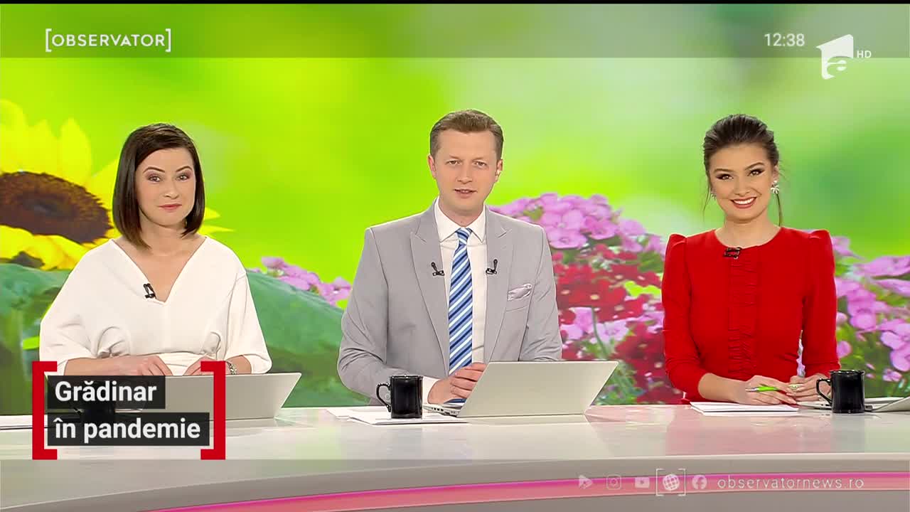 Mica grădină din balcon. Cum &icirc;ngrijim corect mușcatele
