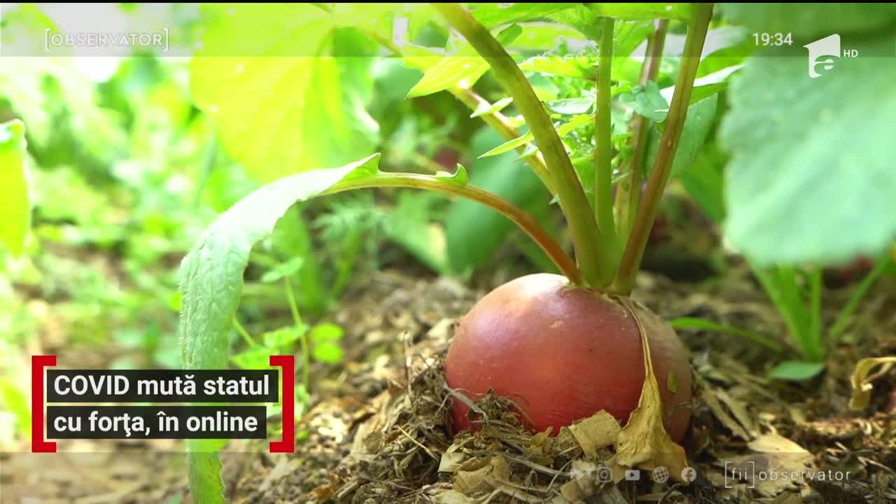 Covid mută statul cu forța, &icirc;n online