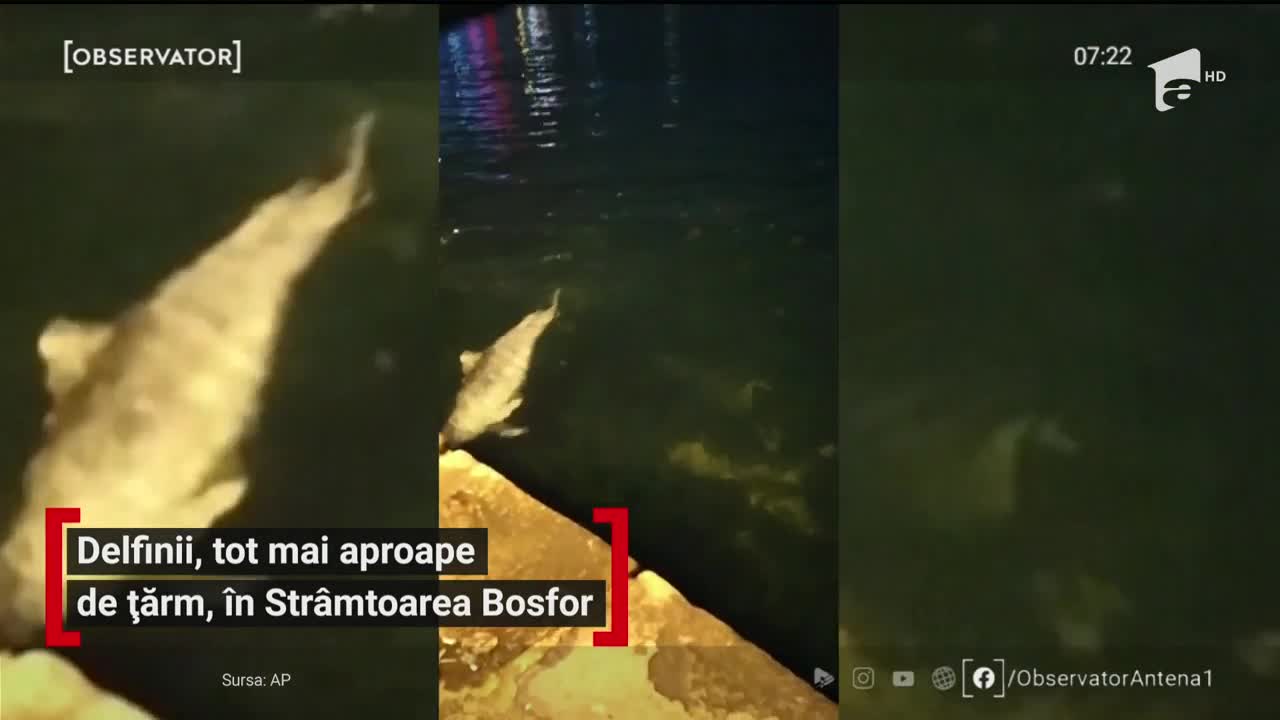 Mai mulţi delfini au ajuns foarte aproape de ţărm &icirc;n Str&acirc;mtoarea Bosfor