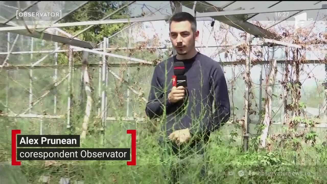 Sparanghelul, o raritate &icirc;n culturile fermierilor rom&acirc;ni
