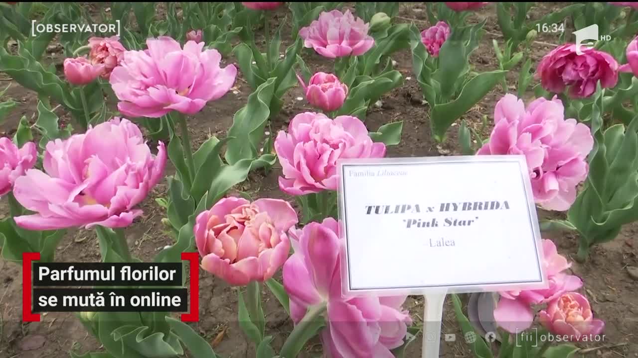 Parfumul florilor se mută &icirc;n online
