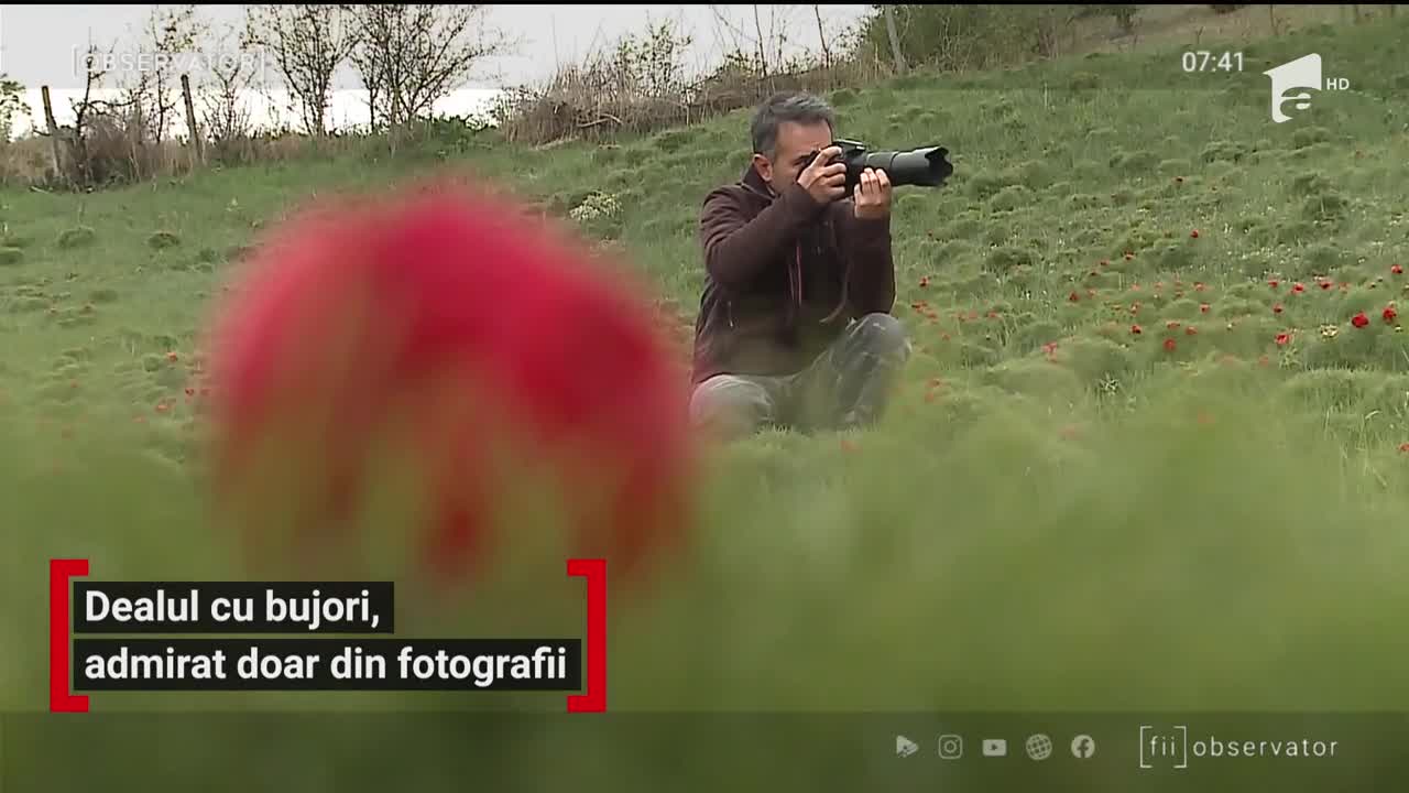 Dealul cu bujori, admirat doar din fotografii