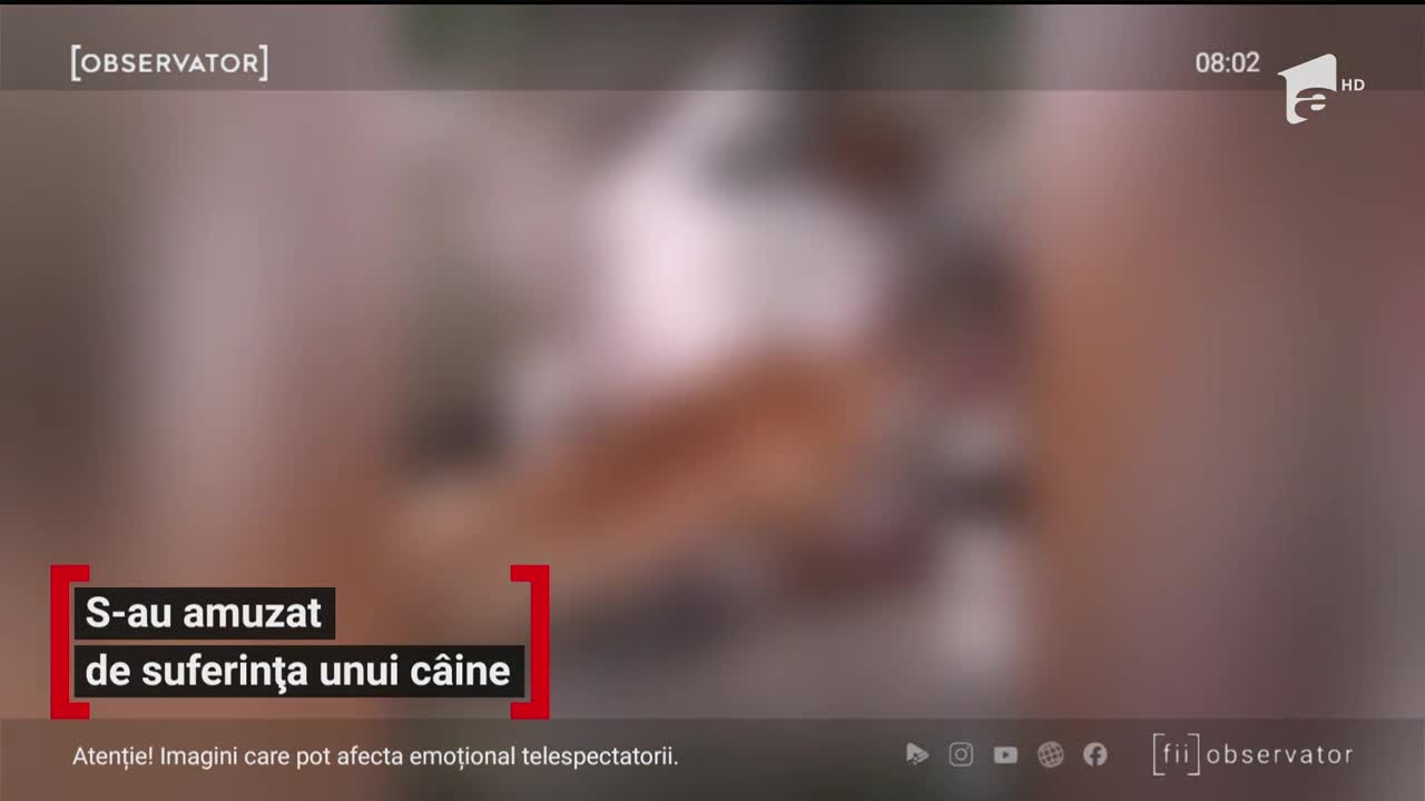 Imagini de o cruzime inimaginabilă au fost filmate &icirc;n Orăştie. Un t&acirc;năr şi-a asmuţit c&acirc;inele de luptă asupra unui maidanez, pentru a se distra alături de prieteni