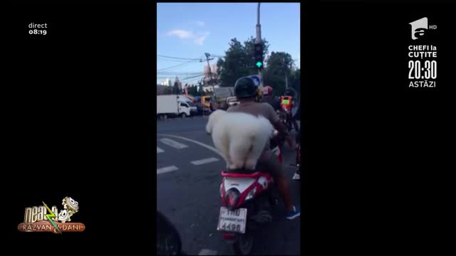 Smiley News. Cățelușul motociclist merge cu stăp&acirc;nul oriunde
