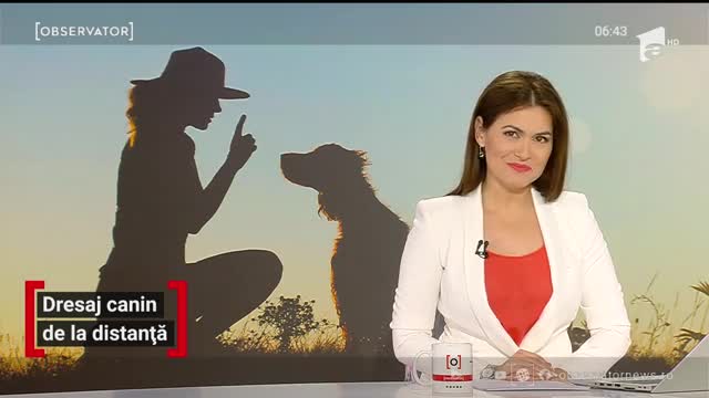 Dresaj canin de la distanță