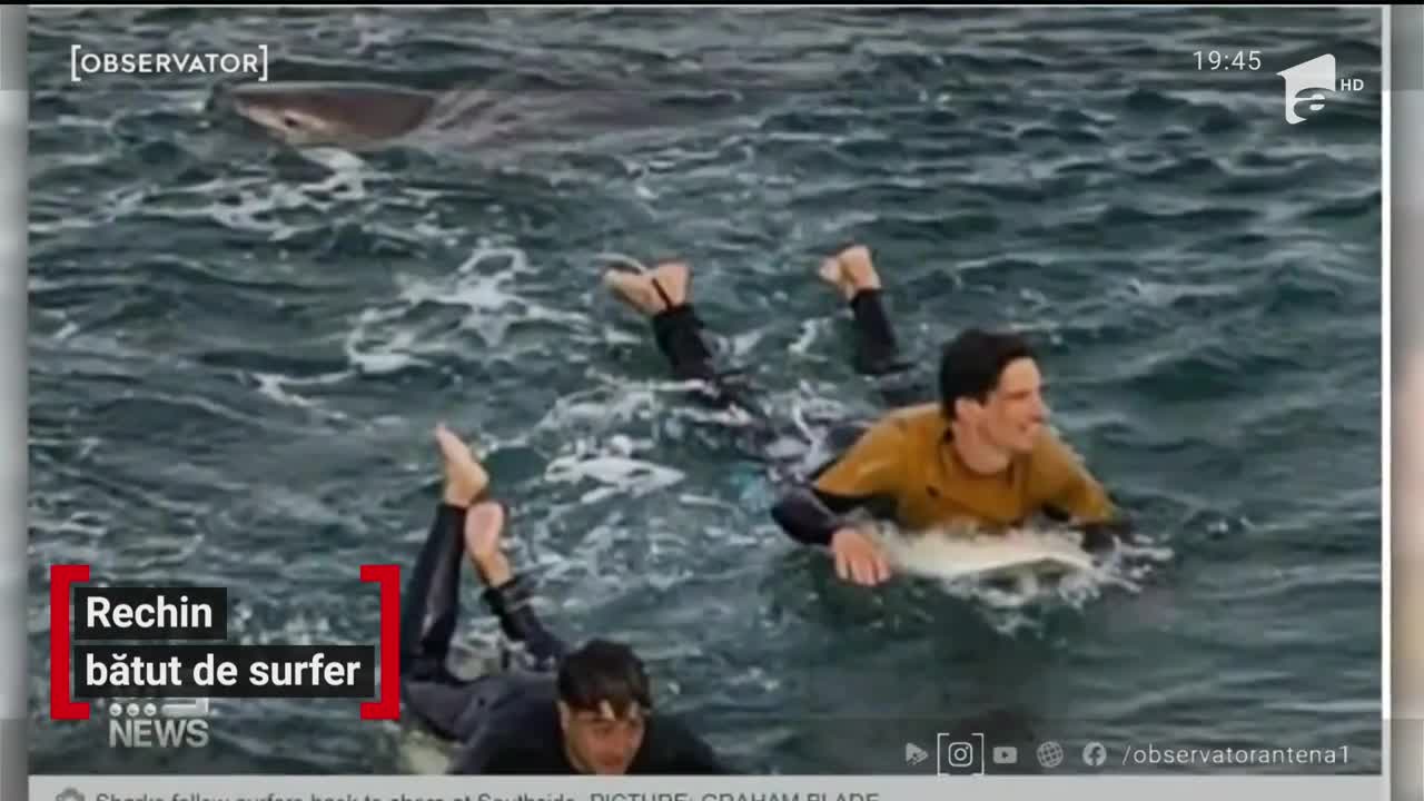 Rechin bătut de surfer