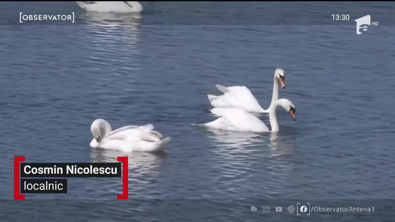 Spectacolul naturii &icirc;n delta Olteniei din Ipoteşti