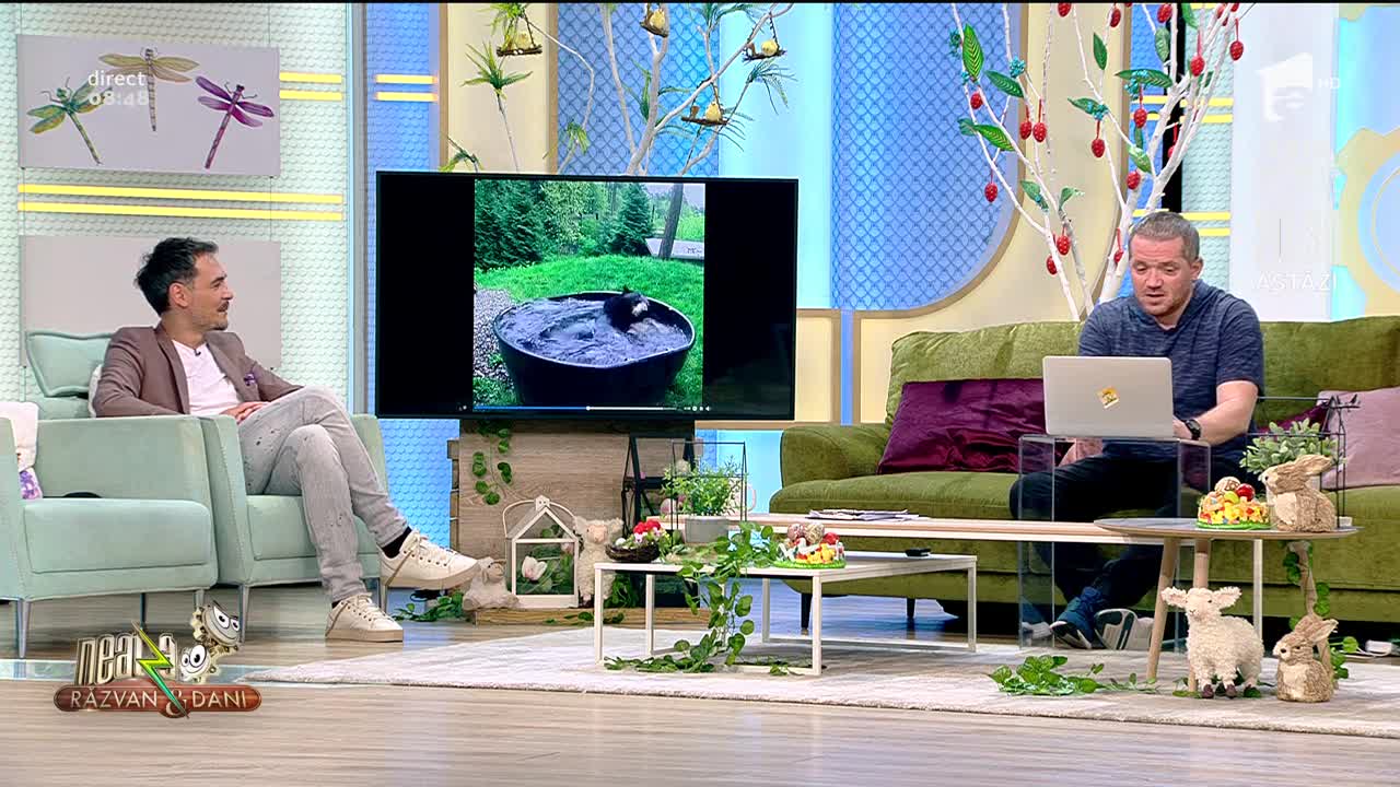 Smiley News: Un urs face baie &icirc;ntr-o piscină