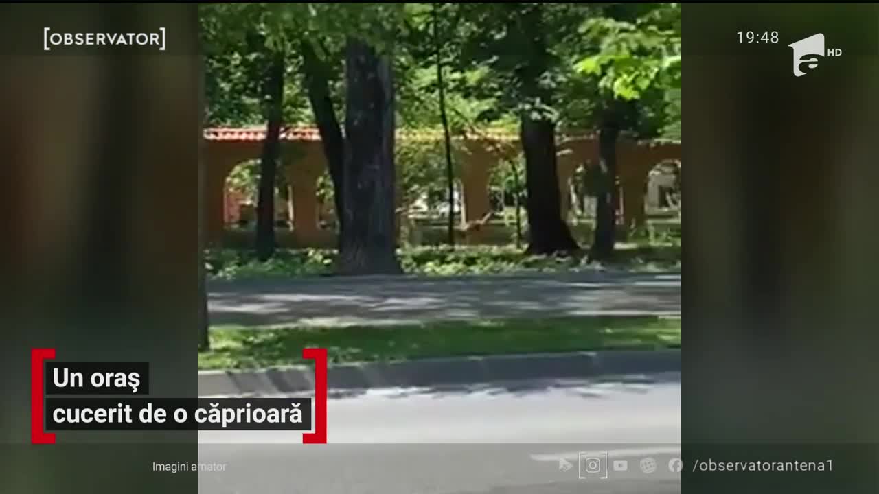 O căprioară, apariție inedită pe străzile din Iaşi