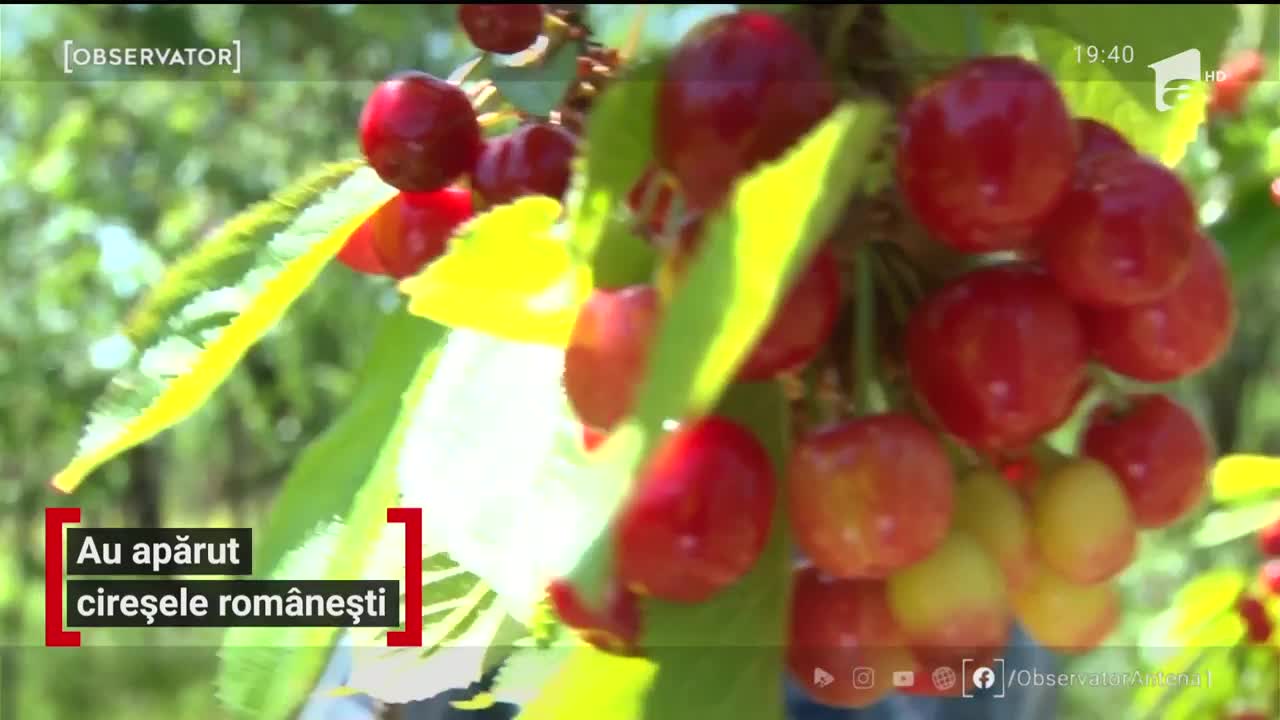 Cireşele rom&acirc;neşti de mai nu au cumpărători