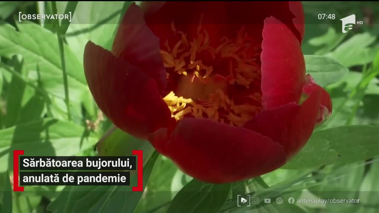 Sărbătoarea bujorului, anulată de pandemie