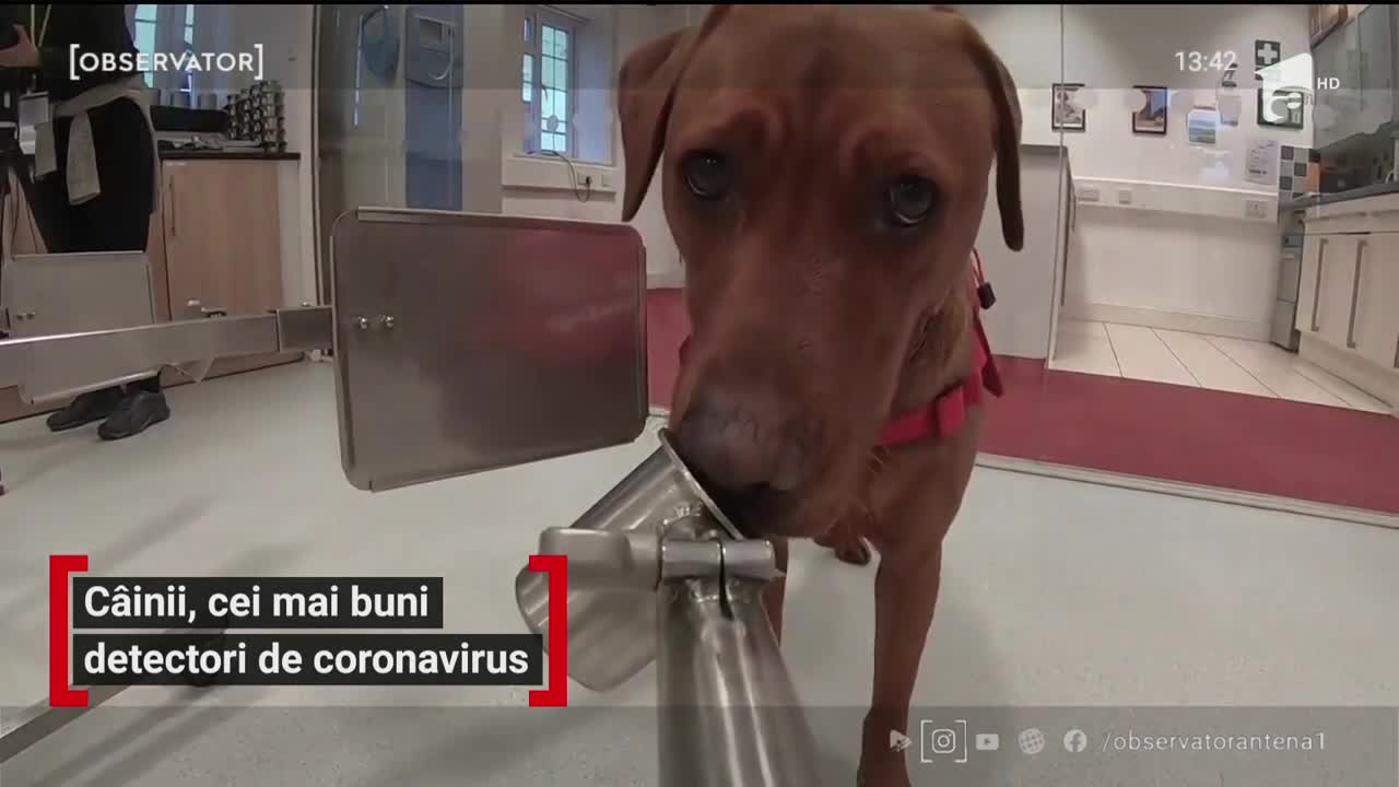 C&acirc;inii, cei mai buni detectori de coronavirus