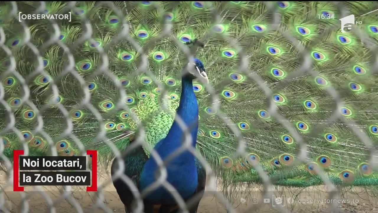 Grădina zoologică din Prahova s-a umplut de pui