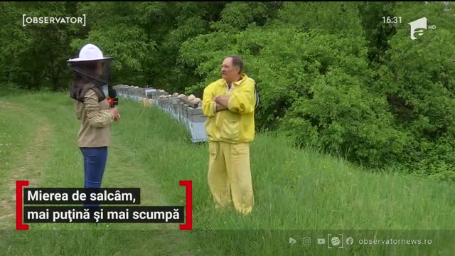 Mierea de salc&acirc;m va fi mai puţină şi mai scumpă &icirc;n acest an