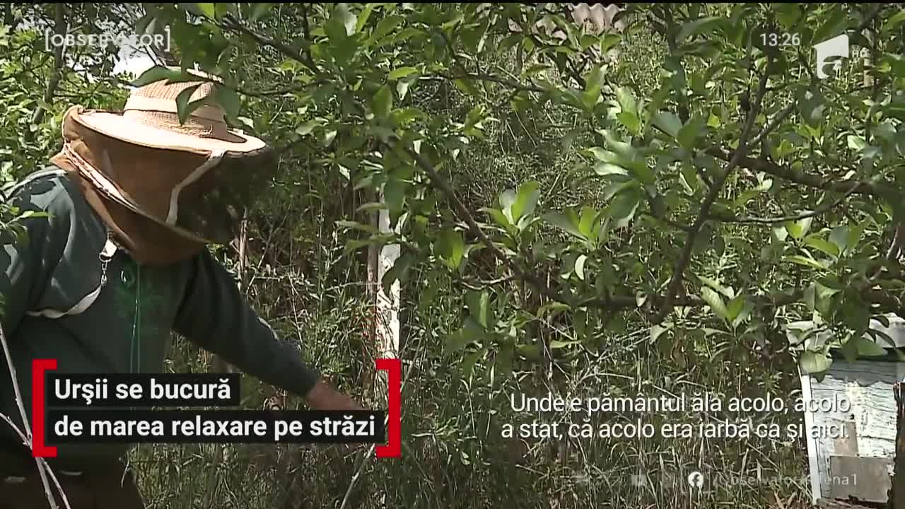 Urșii se bucură de marea relaxare pe străzile unei comune din Mureş. Sătenilor le este frică să mai iasă din case