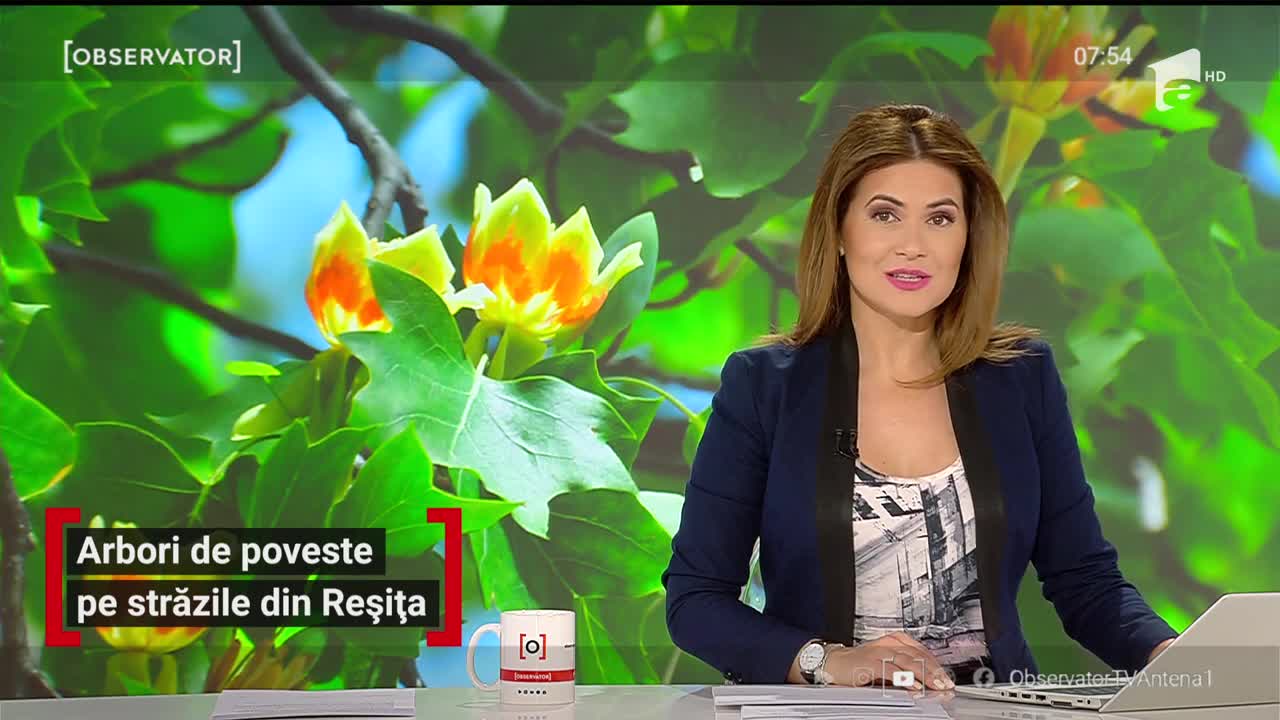 Arbori de povește pe străzile de Reșița
