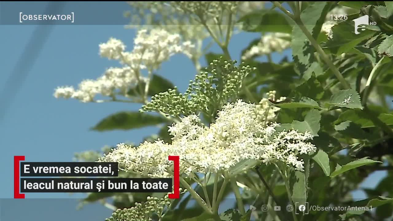 E vremea socatei, leacul bun la toate