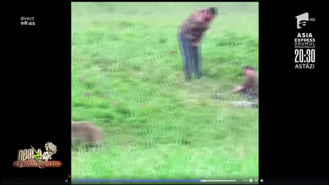 Smiley News: Cum s-au comportat cățeii &icirc;n perioada de pandemie