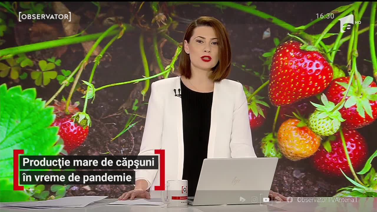 Producție mare de căpșuni &icirc;n vreme de pandemie