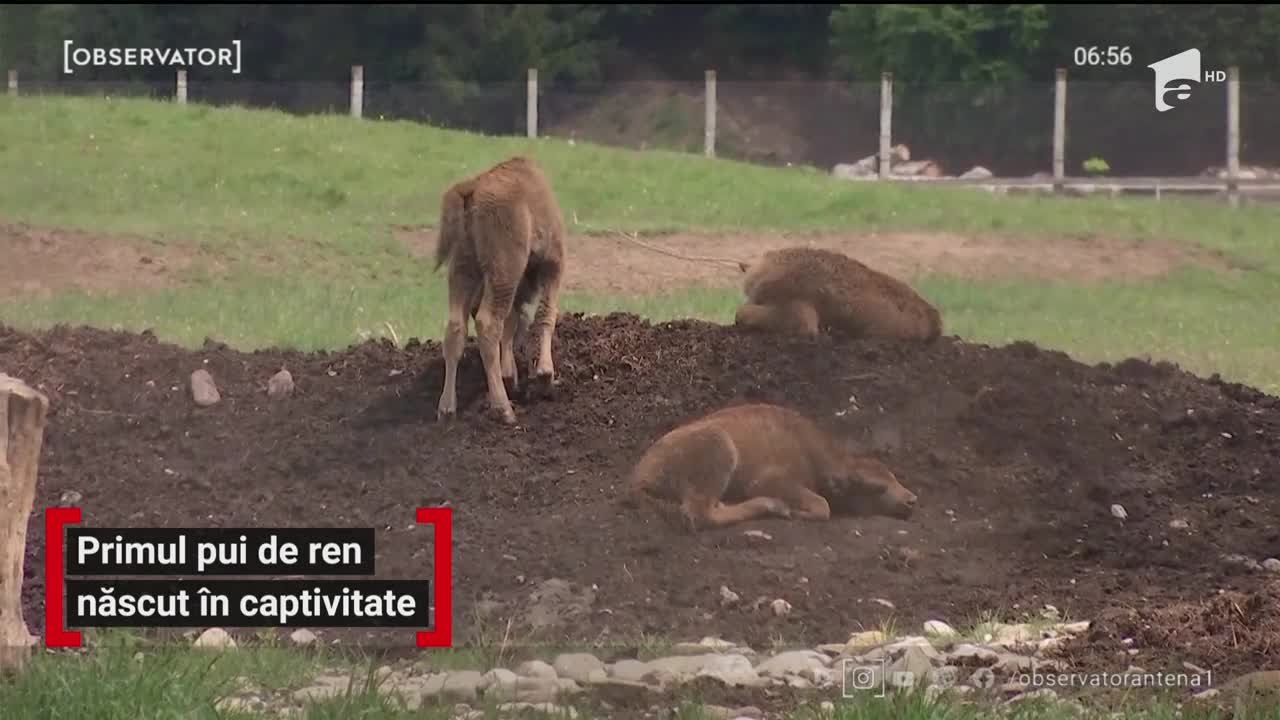 Primul pui de ren născut &icirc;n captivitate &icirc;ntr-un sat din Braşov