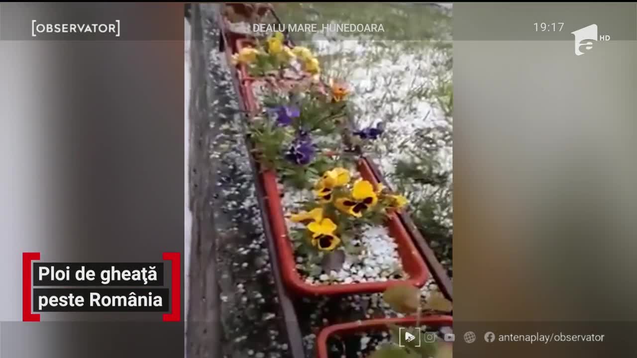 Ploi de gheață peste Rom&acirc;nia. Agricultorii din toată ţara au ajuns &icirc;n pragul disperării