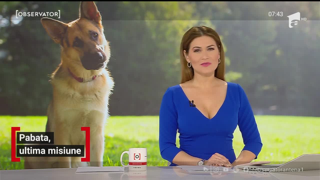 Un câine jandarm din Mureș așteaptă să fie adoptat! Ciobănescul german și-a încheiat misiunile și își caută o familie