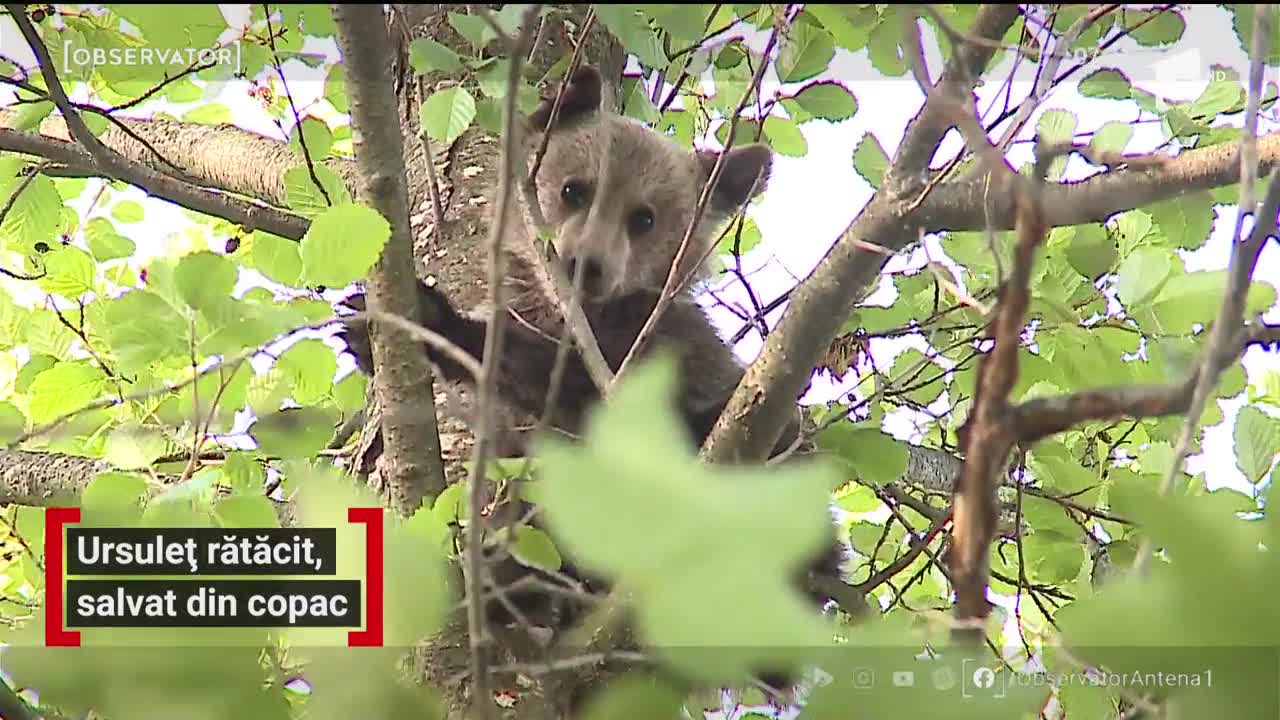 Intervenţie spectaculoasă &icirc;ntr-o localitate din Mureş! Pompierii au fost chemaţi să salveze un pui de urs cocoţat &icirc;ntr-un copac