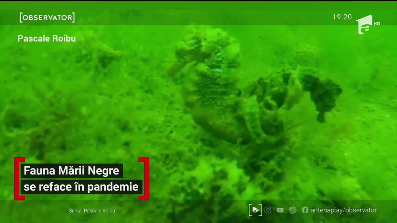 Fauna Mării Negre se reface &icirc;n pandemie