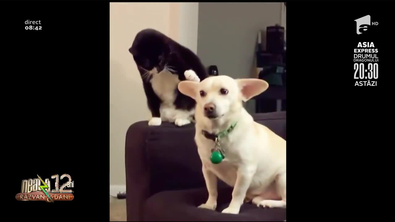 Smiley News: Dragostea de pisica față de un c&acirc;ine