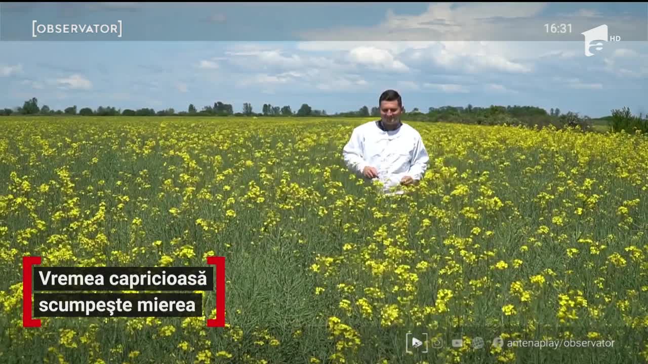 Vremea capricioasă scumpește mierea