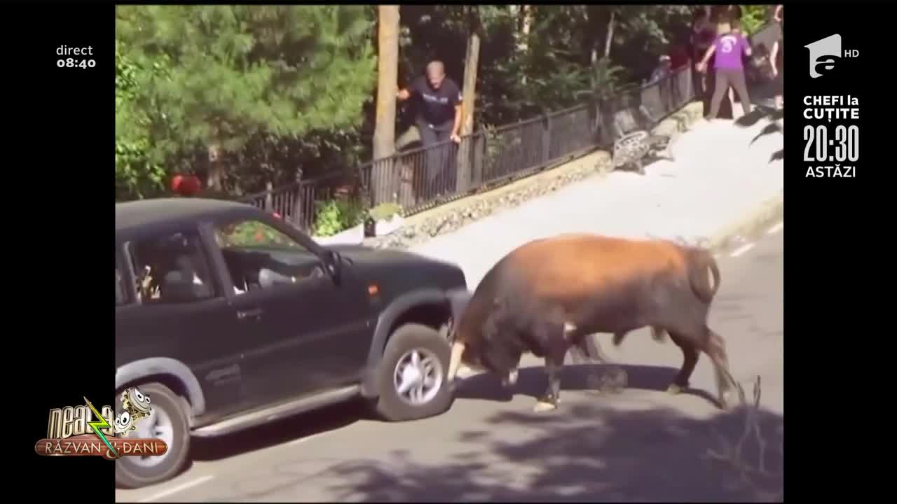 Smiley News: Un taur furios a distrus o mașină in Spania
