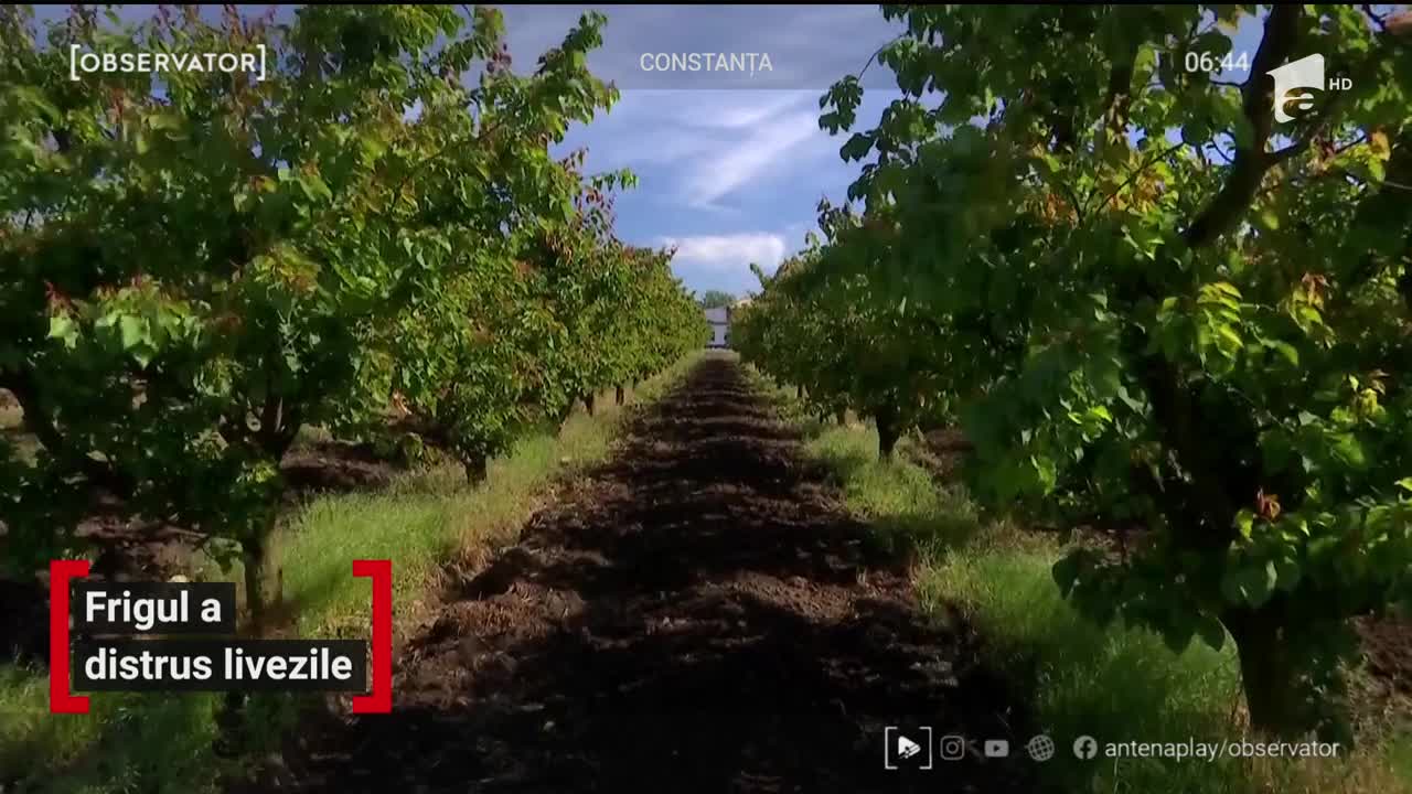 Frigul a distrus livezile din toată țara