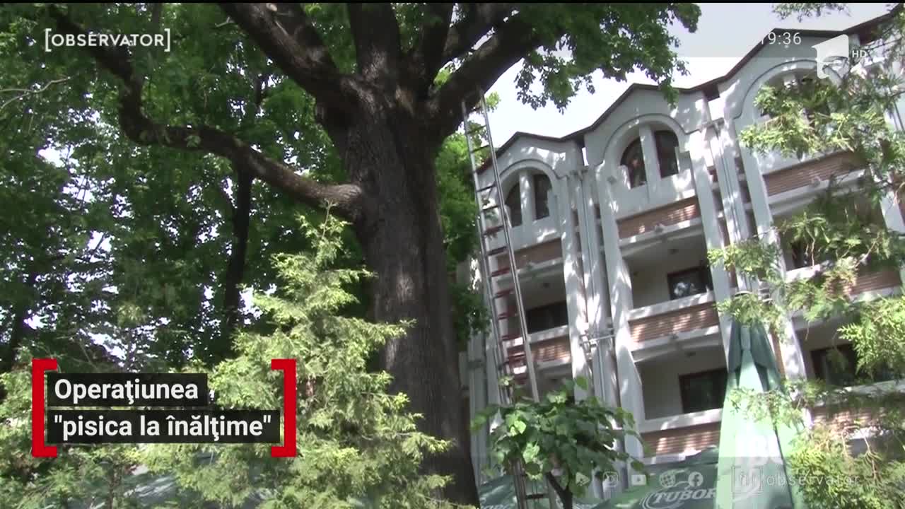Pompierii din Botoşani și pisica speriată