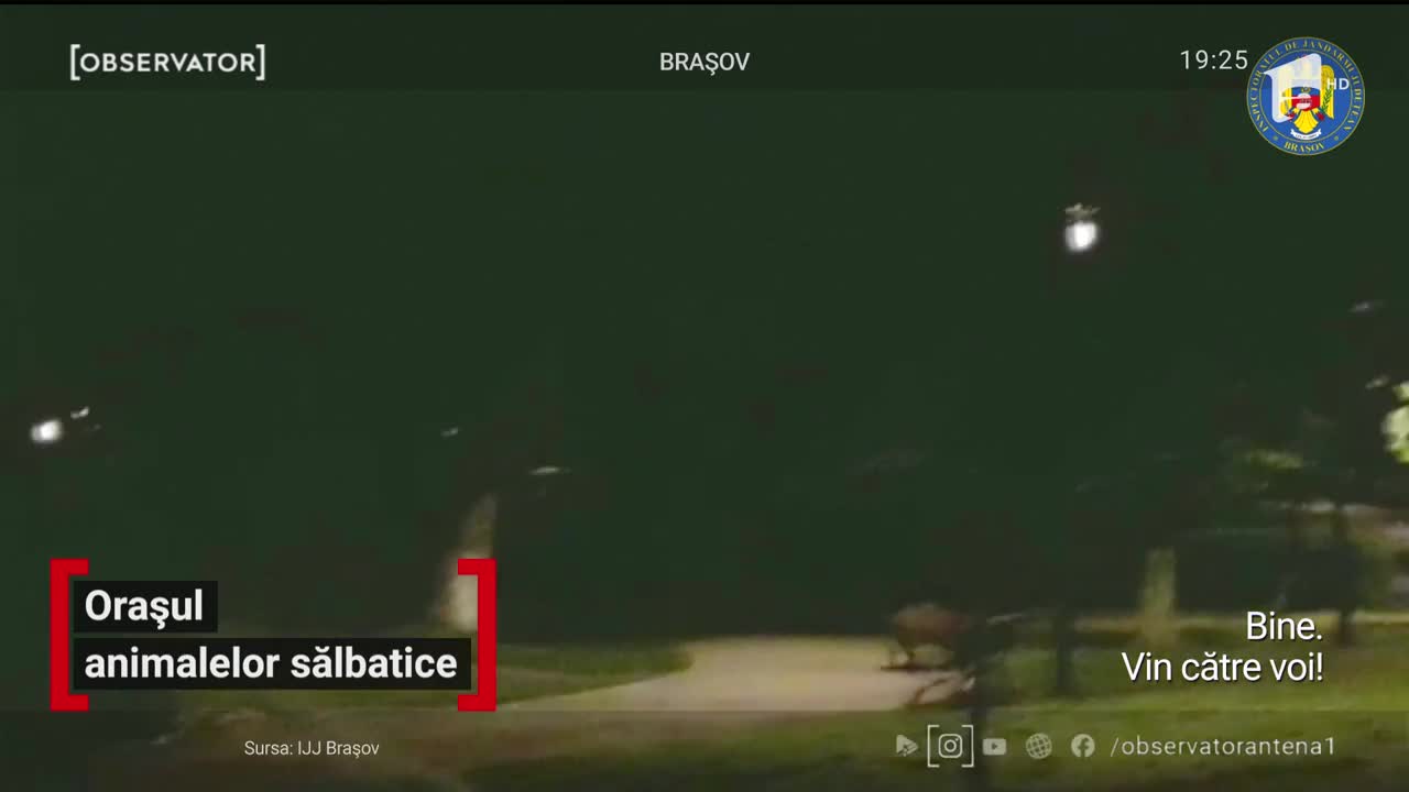 Brașovul, orașul animalelor sălbatice
