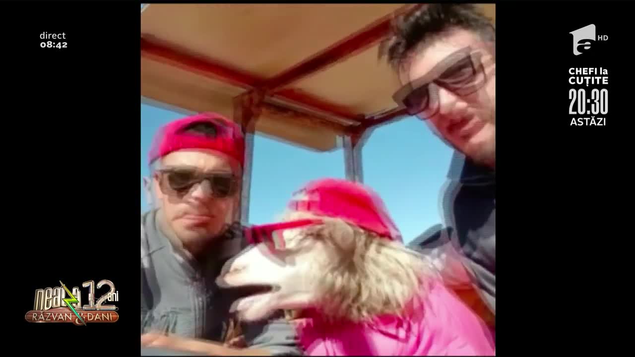 Smiley News: Conversație &icirc;ntre o oaie și doi italieni