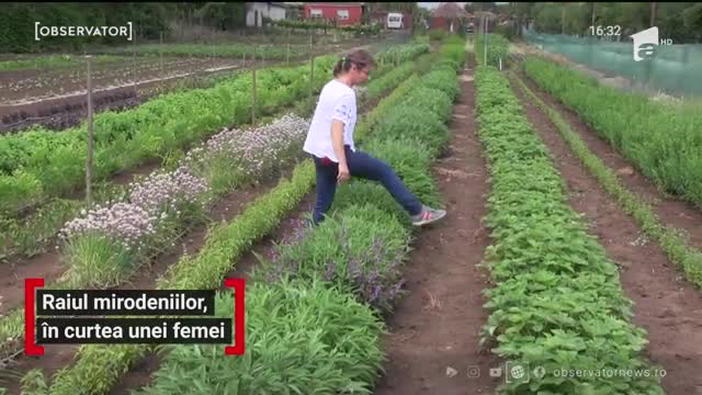 Raiul mirodeniilor, &icirc;n curtea unei femei din Arad